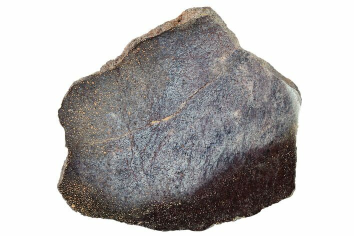 Polished Dinosaur Bone (Gembone) Slab - Utah #151479